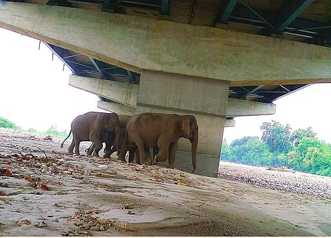 As the Delhi-Dehradun Expressway is opened tomorrow, new study documents 18 wildlife species using key underpass near Haridwar