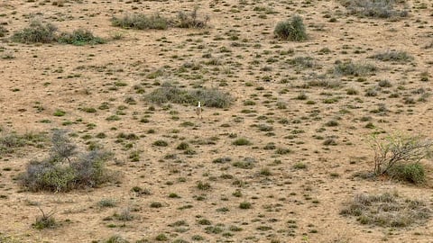 The birth of a Great Indian Bustard chick in Kutch is a fragile yet powerful symbol of hope