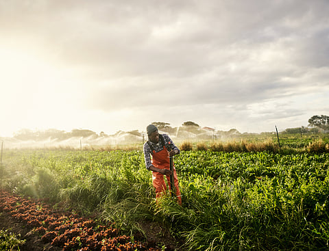South Africa’s farmers aren’t yet replacing chemical fertilisers with sustainable alternatives — this is why