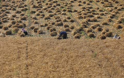 Wheat harvest in full swing in North India