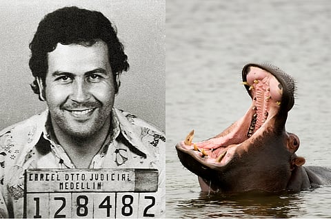 Colombia to cull descendants of hippos brought by drug lord Pablo Escobar