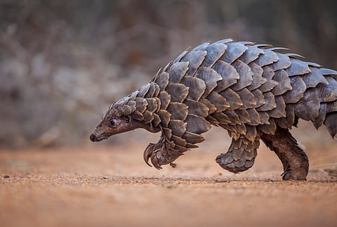 Pangolins are the world's most trafficked wild mammal.