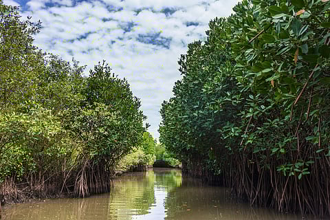 Mangrove under siege: Microplastic contamination, shrimp farming weakening Pichavaram’s ecosystem