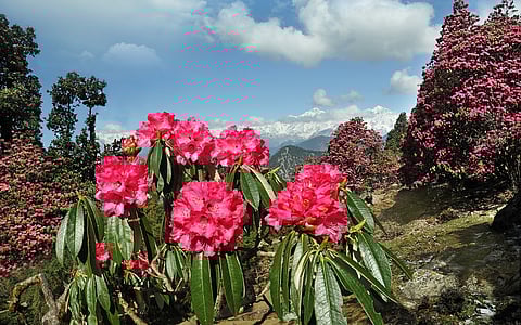 The mountains are losing their food — and their future
