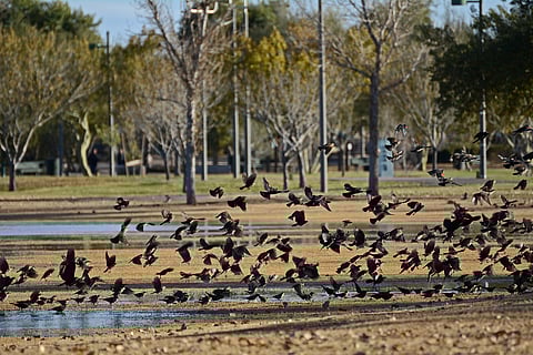 New bird flu variant sweeps North America, raises pandemic concerns
