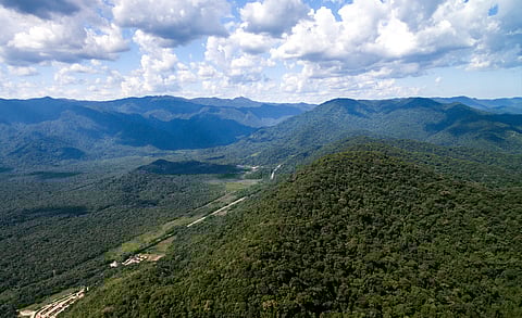 Our vanishing forests