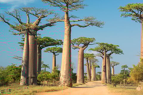Madagascar’s ancient baobabs store 700 years of climate secrets — what they reveal