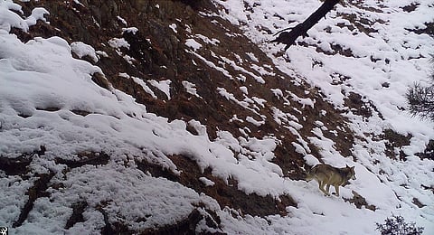 Vanishing Shadows: Why conserving the Himalayan wolf in Kashmir is crucial for ecosystem balance