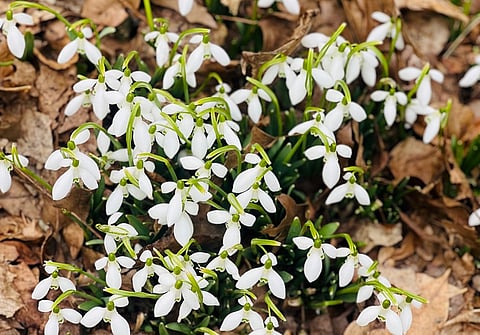 When snow quietly blooms