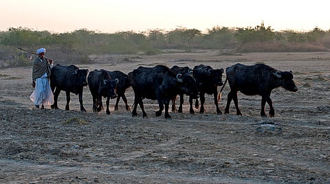 How supply-chain cruelty drives hidden costs for farmers, workers, and consumers