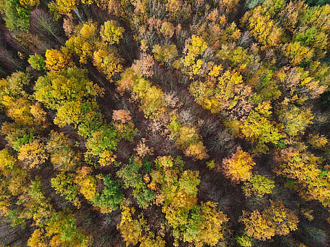 Don’t just plant trees, plant forests to restore biodiversity for the future