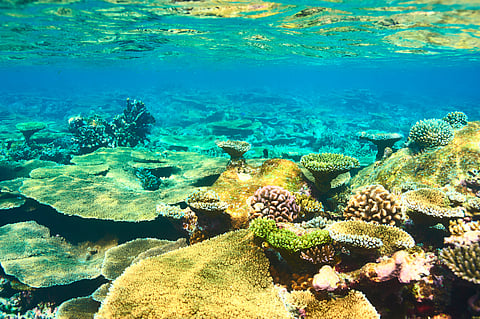 Coral reefs are secretly connected across vast oceans — and that’s crucial for their survival