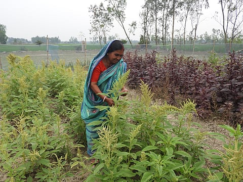 International Seed Day: In Bengal’s fragile landscapes, traditional seeds are  holding the line against climate stress