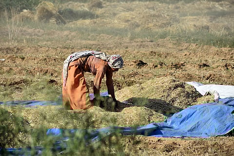 Farm workers are 35 times more likely to die from heat exposure, with women at added risk as unsafe conditions and lack of sanitation force them to restrict water intake and work longer hours.