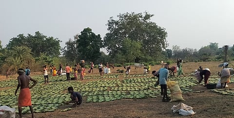 ‘Green Gold’ denied: Tribal communities in Odisha’s Koraput fight for their legal rights over kendu leaves for a third consecutive year