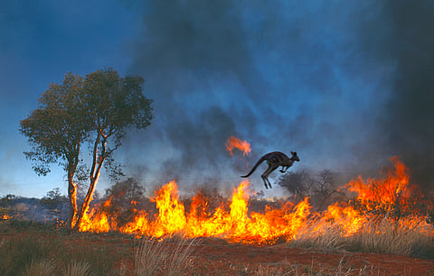 Multiple events such as heatwaves, wildfires, droughts, floods estimated to impact 36% land animals by 2085