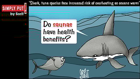 Simply Put: Shark and tuna sauna