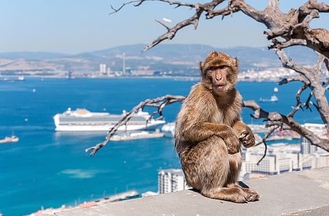 Europe’s only wild primates, Gibraltar’s Barbary Macaques, eat soil to counter ill effects of tourist-derived junk food: Study