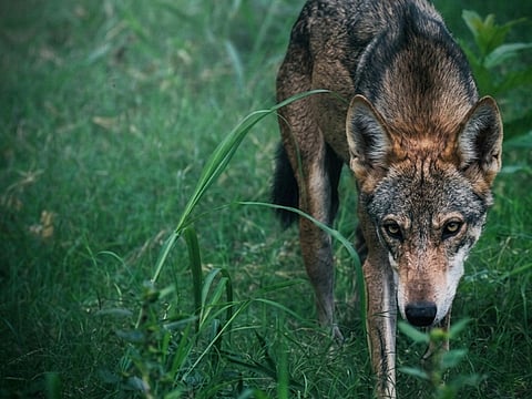 The Indian wolf is a test case for India’s conservation policy