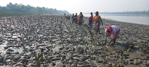 Community-led climate action in the Sundarbans offers a better pathway than global carbon markets