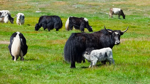 China clones 10 healthy yaks in high-altitude livestock breeding breakthrough