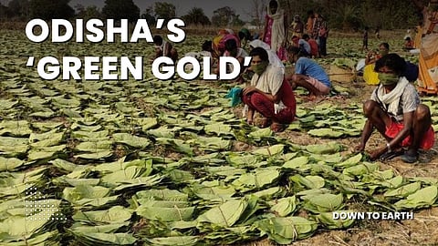 Odisha’s ‘Green Gold’: Tribal communities fighting for their forest rights over Kendu leaves