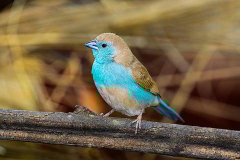 Humidity and heat are killers for tropical birds — waxbill and hornbill studies highlight the dangers