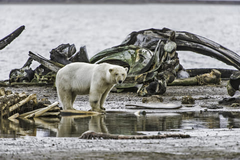 Why do polar bears approach human infrastructure? The answer is more complex than we thought
