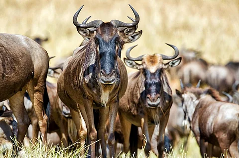 Wildebeests are large African antelopes. Photo: iStock