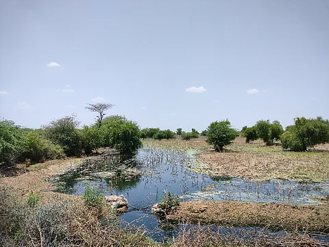जोजरी नदी का प्रदूषित पानी जो धावा डोली ओरण से सटे खेत में भरा हुआ है। फोटो: सतीश कुमार मालवीय
