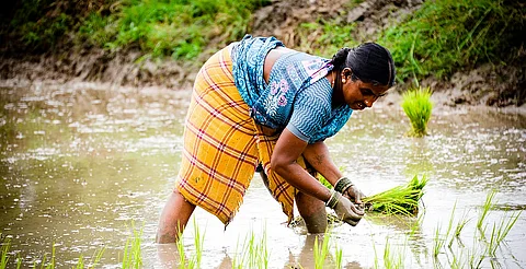 बजट 2025-26: बढ़ रही आपदाएं, लेकिन फसल बीमा को पिछले सात सालों में मिला सबसे कम