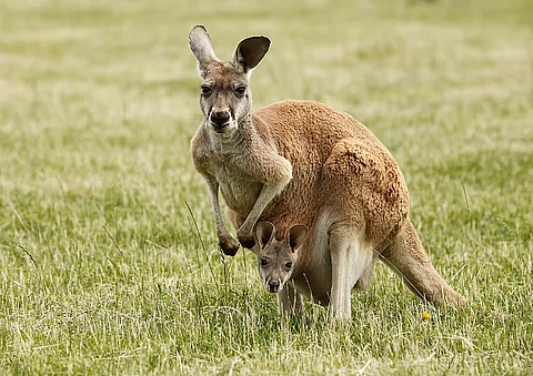 kangaroo
