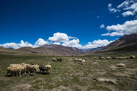 स्पीति क्षेत्र में पशुओं के साथ-साथ नीली भेड़ जैसे वन्यजीवों को चरते हुए देखना आम बात है।