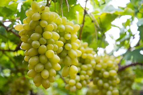 फ्लेवेसेंस डोरी को पहली बार 1950 के दशक में फ्रांस में देखा गया था। स्विटजरलैंड में, पहली संक्रमित अंगूर की बेलें 2004 में टिसिनो में पाई गईं। 