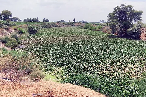 उत्तर प्रदेश के शामली और सहारनपुर में बहने वाली खोखरी यमुना की सहायक नदी है, जो बारिश के पानी पर निर्भर है; फोटो: अमित सिंह/ विकीमीडिया कॉमन्स