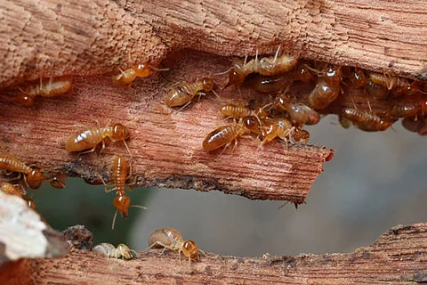 दीमक का फैलना, जो अक्सर सालों तक पता नहीं चलता, लगातार संरचनात्मक नुकसान का कारण बनता है, जिससे घर के मालिकों और व्यवसायों को सालाना अरबों का नुकसान होता है।