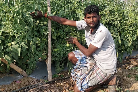 अपनी टमाटर की फसल को दिखाता किसान; फोटो: इंटरनेशनल क्रॉप्स रिसर्च इंस्टीट्यूट फॉर द सेमी-एरिड ट्रॉपिक्स (इक्रीसेट)