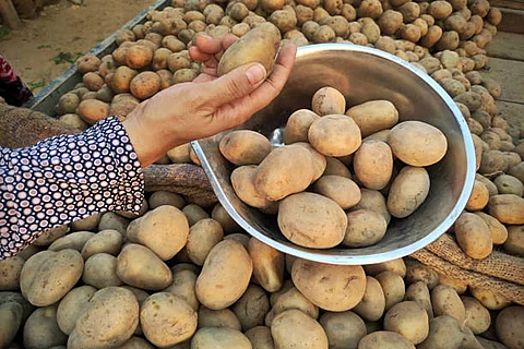 साल 2030 तक आलू का कुल उत्पादन 112 फीसदी की वृद्धि के साथ 75 करोड़ टन तक पहुंच जाएगा