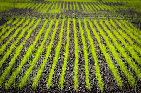 प्रतीकात्मक तस्वीर। फोटो : cgiar.org