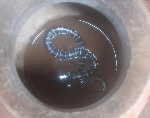 खूंटी जिले के लापुंग ब्लॉक के एक गांव  में एक आदिवासी बच्चे को सांप ने डंस लिया, जिसकी इलाज के मौत हो गई, बाद में सांप को लोगों ने पकड़ कर एक बर्तन में रख दिया था। फोटो: नीरज सिन्हा