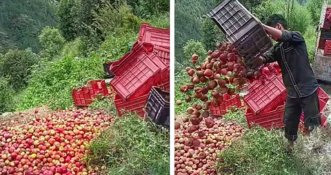 हिमाचल प्रदेश के विभिन्न क्षेत्रों में सड़कें बंद होने के बाद तैयार सेब की फसल फैंकने को मजबूर किसान। फोटो: रोहित पराशर