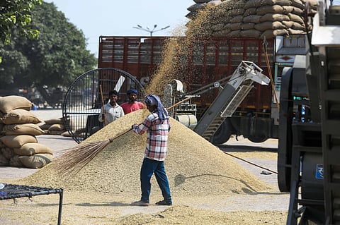 अमृतसर की दाना मंडी में बासमती की खरीद जारी है। किसानों को बीते वर्ष 600 रुपए कम कीमत मिल रही है, फोटो : विकास चौधरी