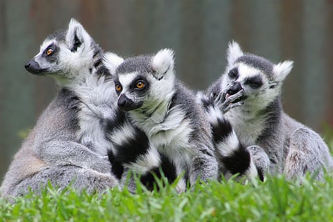 लीमर दुनिया के सबसे संकटग्रस्त स्तनधारियों में गिने जाते हैं, आईयूसीएन की रेड लिस्ट के अनुसार, 31 फीसदी लीमर प्रजातियां “अत्यंत संकटग्रस्त” हैं।
