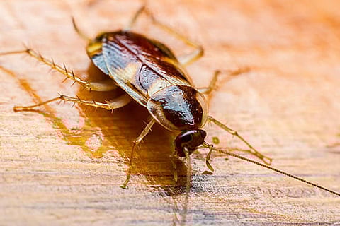 कॉकरोचों की संख्या जितनी अधिक, घर में  एलर्जी और एंडोटोक्सीन का स्तर उतना ही ज्यादा पाया गया।