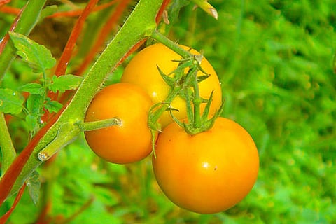 एकल जीन परिवर्तन: टमाटर के वाईएफटी3 जीन में एक छोटे म्यूटेशन (सेरी126एआरजी) से लाल फल पीले बन जाते हैं।