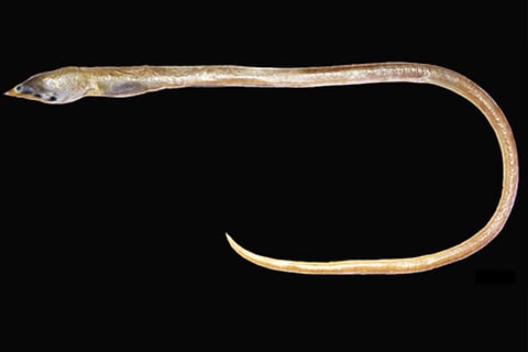 भारत के कोलाचेल तट (तमिलनाडु) के समुद्र में 330 फुट गहराई से बिना पंखों वाली सांप ईल अप्टेरिक्थस कन्याकुमारी की पहचान।