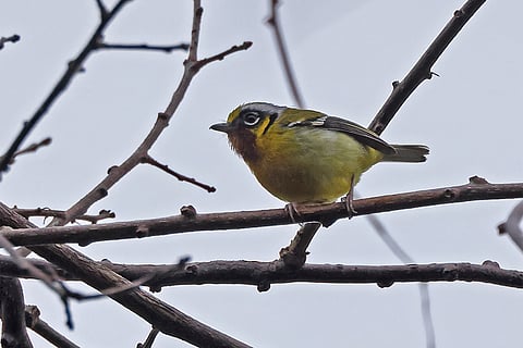 प्रतीकात्मक तस्वीर: आईस्टॉक