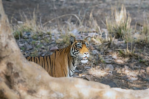 प्रतीकात्मक तस्वीर: आईस्टॉक