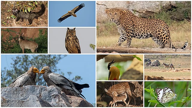 अरावली में पाई जाने वाली जीव-जंतु