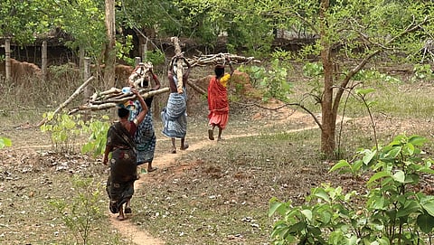 छत्तीसगढ़ के अबूझमाड़ के अमनटोला गांव में आदिवासी महिलाएं जलावन के लिए जंगल से लकड़ी ले जाते हुए